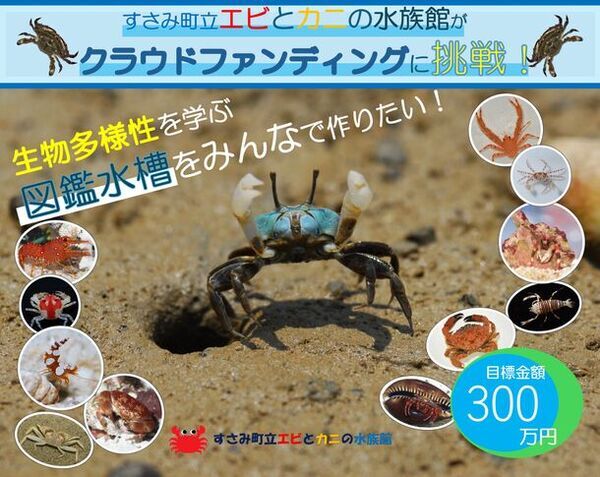 すさみ町立エビとカニの水族館がクラウドファンディングに挑戦中！生物多様性を学ぶ図鑑水槽をみんなで作りたい！