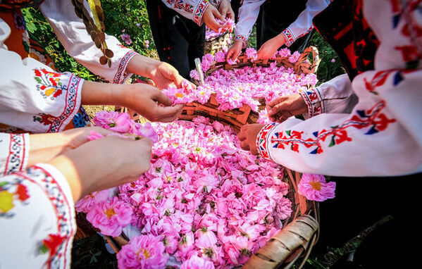 東京ベイ舞浜ホテル　ブルガリア大使館公認「ブルガリアンローズ　フェア」を開催　2024年5月8日(水)より