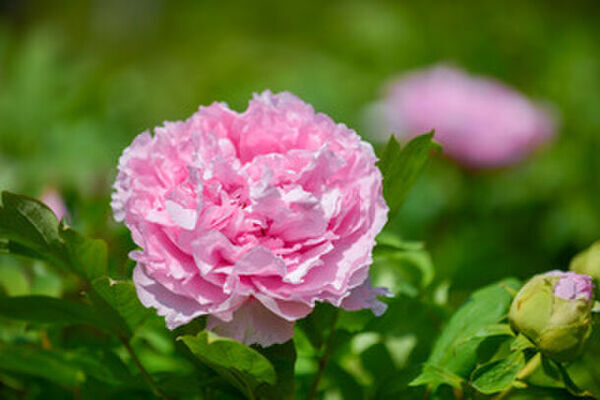 牡丹とシャクヤクの共演「つくば牡丹園」　ゴールデンウィークの「PEONY GARDEN 2024」