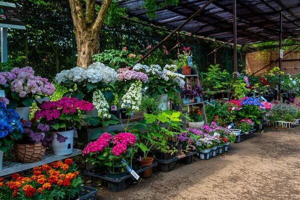 牡丹とシャクヤクの共演「つくば牡丹園」　ゴールデンウィークの「PEONY GARDEN 2024」