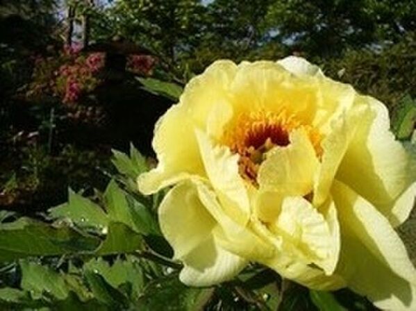 牡丹とシャクヤクの共演「つくば牡丹園」　ゴールデンウィークの「PEONY GARDEN 2024」