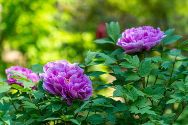 牡丹とシャクヤクの共演「つくば牡丹園」　ゴールデンウィークの「PEONY GARDEN 2024」