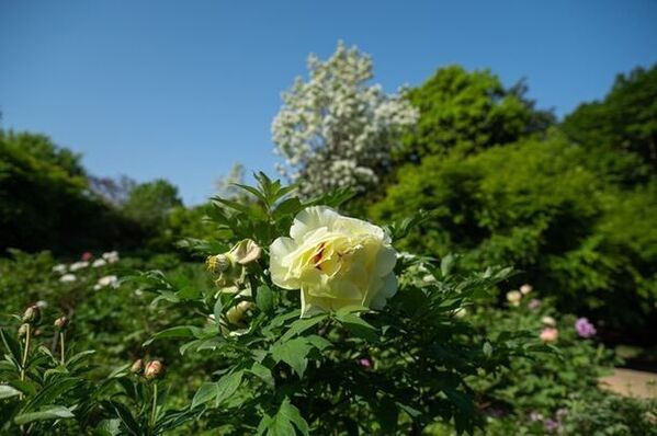 牡丹とシャクヤクの共演「つくば牡丹園」　ゴールデンウィークの「PEONY GARDEN 2024」