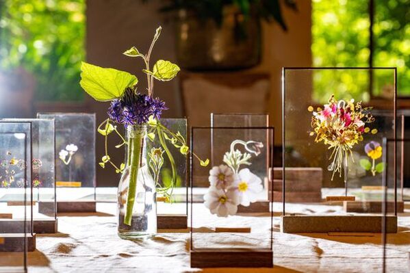 牡丹とシャクヤクの共演「つくば牡丹園」　ゴールデンウィークの「PEONY GARDEN 2024」