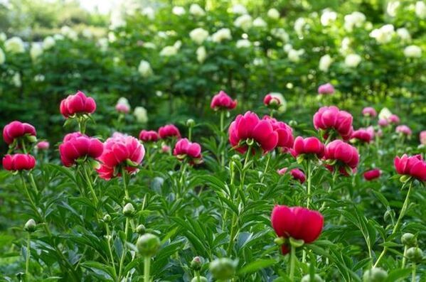 牡丹とシャクヤクの共演「つくば牡丹園」　ゴールデンウィークの「PEONY GARDEN 2024」