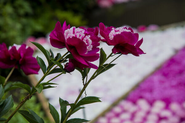 牡丹とシャクヤクの共演「つくば牡丹園」　ゴールデンウィークの「PEONY GARDEN 2024」