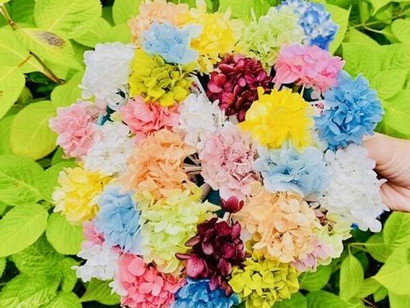 GWイベント[新緑ウィーク]京都「柳谷観音」開催4/27(土)～5/6(月・祝)