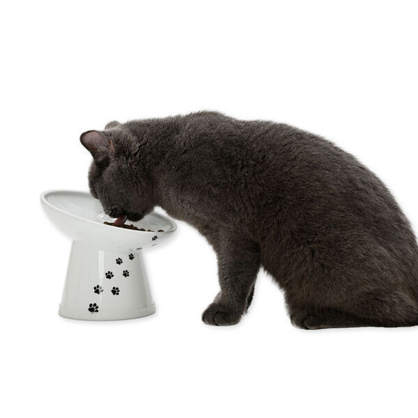 猫壱の食器「ハッピーダイニング」誕生から10周年　感謝の気持ちを込めて今年はキャンペーンを続々実施　第一弾は、猫壱初！世界に一つだけ「うちの子写真＆名前入り特製バリバリボウル」プレゼント