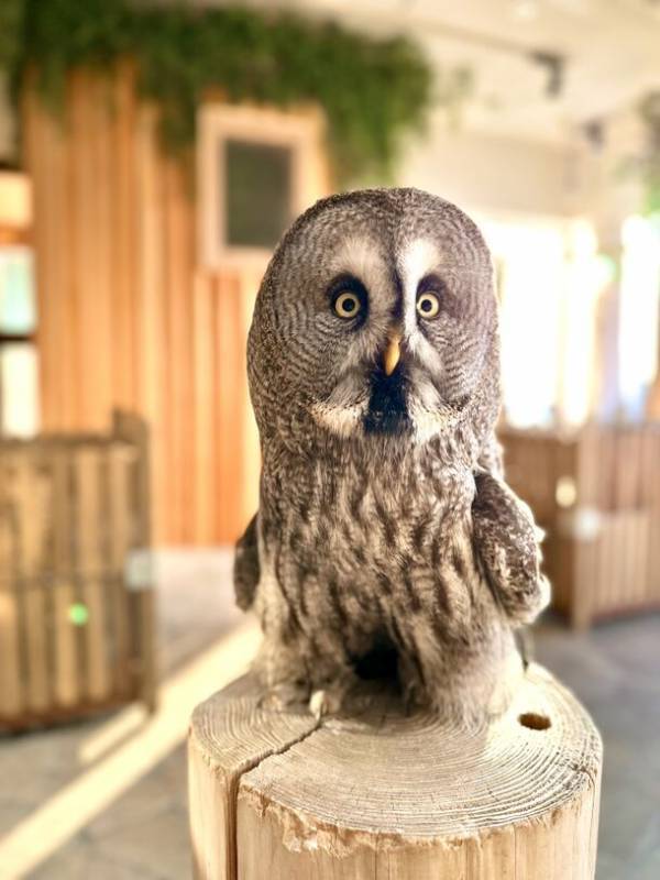 アニミルお台場店　アドベンチャーエリアがリニューアル！