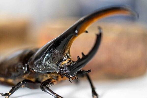 アニミルお台場店　アドベンチャーエリアがリニューアル！