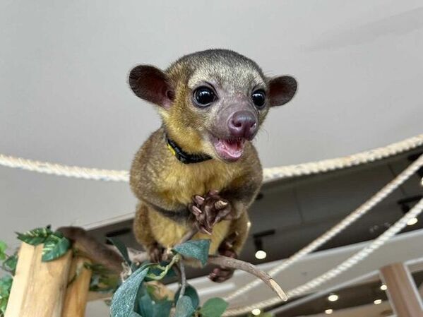 アニミルお台場店　アドベンチャーエリアがリニューアル！