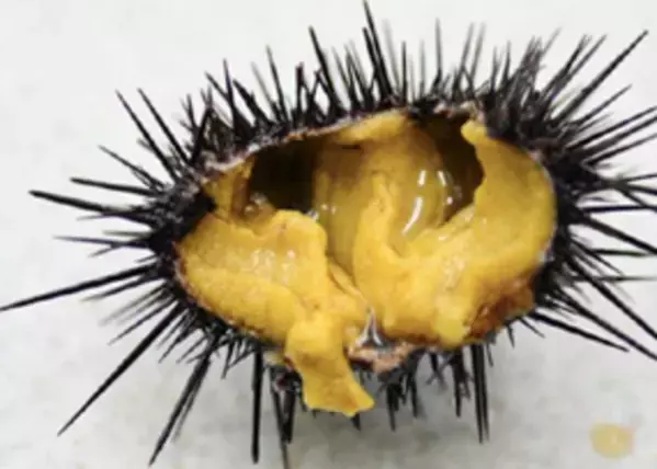 磯焼け対策を目的とした北海道におけるウニ畜養事業に関する連携協定の締結について