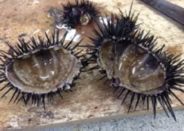 磯焼け対策を目的とした北海道におけるウニ畜養事業に関する連携協定の締結について