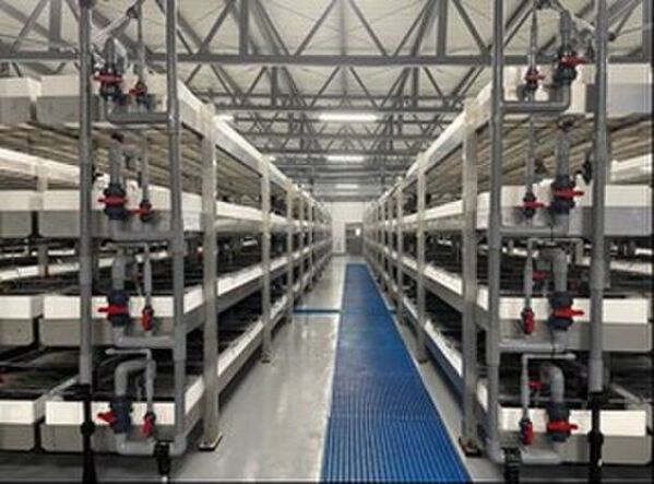 磯焼け対策を目的とした北海道におけるウニ畜養事業に関する連携協定の締結について