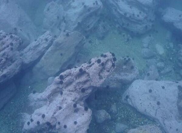 磯焼け対策を目的とした北海道におけるウニ畜養事業に関する連携協定の締結について