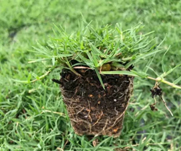 祝！町田シバヒロ開園10周年 第1弾公式ホームページリニューアル＆プレゼントキャンペーン