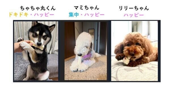 「長く噛む」ことが愛犬の幸福感および集中力の向上に影響することが明らかに！愛犬のこころを読みとくデバイス「イヌパシー」を用いた実験報告レポートを発表