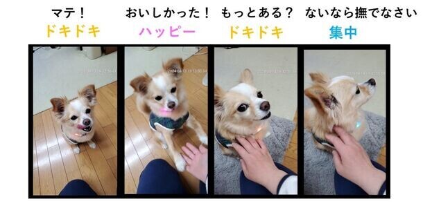 「長く噛む」ことが愛犬の幸福感および集中力の向上に影響することが明らかに！愛犬のこころを読みとくデバイス「イヌパシー」を用いた実験報告レポートを発表