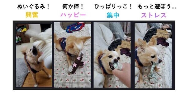 「長く噛む」ことが愛犬の幸福感および集中力の向上に影響することが明らかに！愛犬のこころを読みとくデバイス「イヌパシー」を用いた実験報告レポートを発表