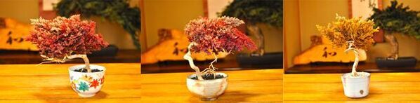 世界初！新しい形の盆栽商品「ドライ盆栽ギフトボックス」を5月15日より販売　インバウンド旅行客のお土産にもぴったり