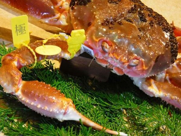 しながわ水族館 特別展「福井県坂井市のらしさ、かがやく。海の学び舎」5月11日から開催！坂井市が「福井の海」を紹介