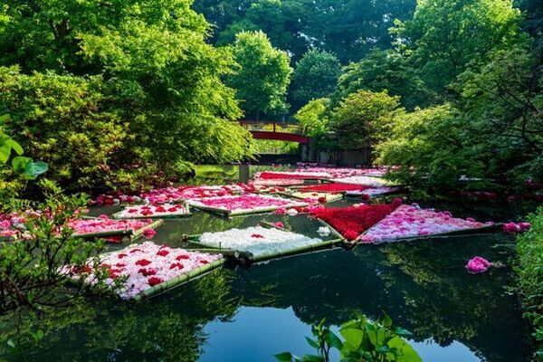 満開のシャクヤクがフィナーレを飾る「つくば牡丹園」　今年も閉園まで残りわずか　「PEONY GARDEN(ピオニーガーデン) 2024」5月19日(日)まで