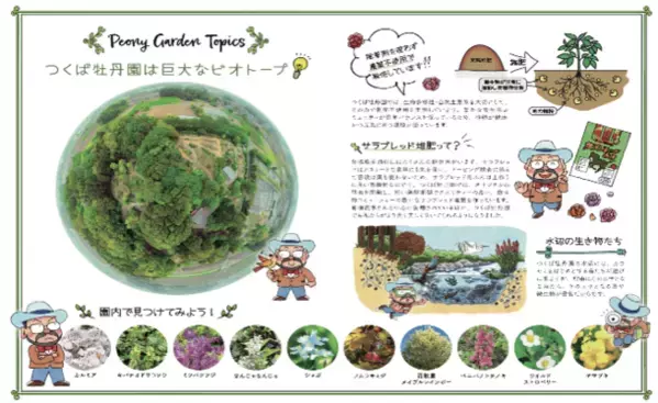 満開のシャクヤクがフィナーレを飾る「つくば牡丹園」　今年も閉園まで残りわずか　「PEONY GARDEN(ピオニーガーデン) 2024」5月19日(日)まで