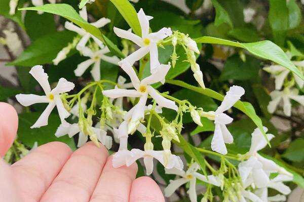 【志摩スペイン村】スタージャスミン、もうすぐ満開です！！