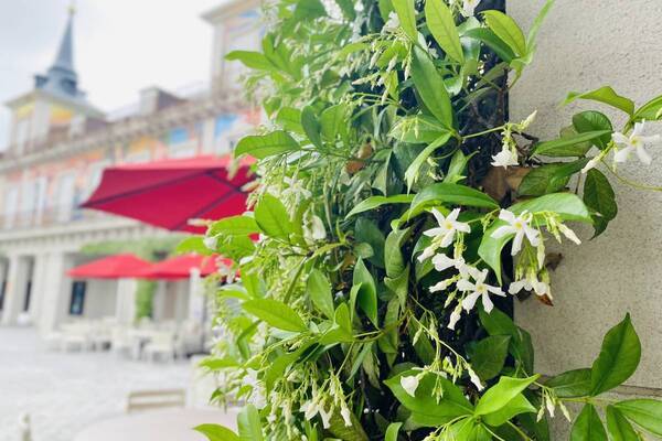 【志摩スペイン村】スタージャスミン、もうすぐ満開です！！