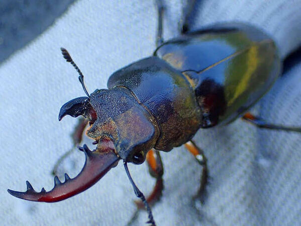 月夜野きのこ園、親子のための体験型イベント『世界のクワガタ・カブト大集合！』を7月13日(土)と7月14日(日)に開催