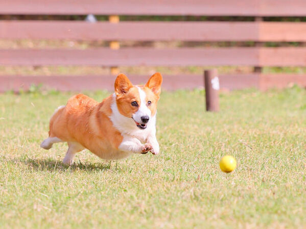栃木・千葉県民限定！日光でお得にグランピングできる割引プランを5/15より販売開始