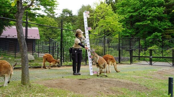 ＜イベントレポート＞盛岡市動物公園ZOOMOで、「ZOOMO 動物たちの身体測定2024」実施　体重約36gのヤマネから約4トンの象まで全7種の動物たちを測定