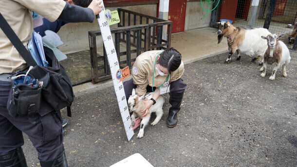 ＜イベントレポート＞盛岡市動物公園ZOOMOで、「ZOOMO 動物たちの身体測定2024」実施　体重約36gのヤマネから約4トンの象まで全7種の動物たちを測定