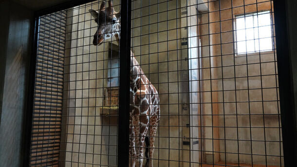 ＜イベントレポート＞盛岡市動物公園ZOOMOで、「ZOOMO 動物たちの身体測定2024」実施　体重約36gのヤマネから約4トンの象まで全7種の動物たちを測定