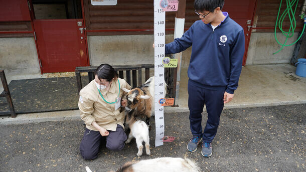 ＜イベントレポート＞盛岡市動物公園ZOOMOで、「ZOOMO 動物たちの身体測定2024」実施　体重約36gのヤマネから約4トンの象まで全7種の動物たちを測定