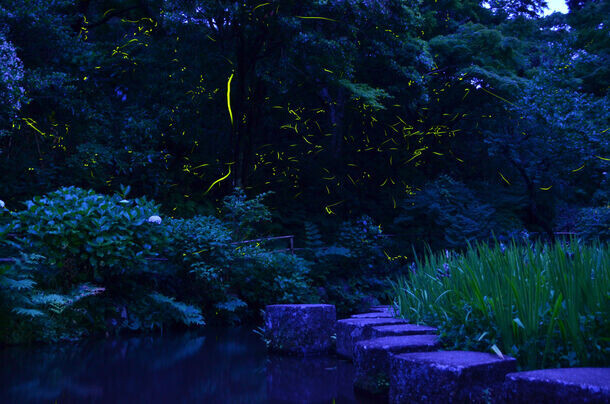 幻想的なホタル舞う風景を楽しめる「ほたる観賞会」　“ほたるの名所”静岡県の丸山公園と松川湖で6月1日から開催