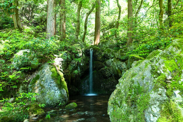 青もみじが美しい世界文化遺産　総本山醍醐寺のクールスポット　フレンチの朝食と庭園の早朝拝観やクールなイベントを開催