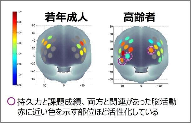 持久力の高い高齢者は作業記憶も優れる：新たな脳内メカニズムを解明