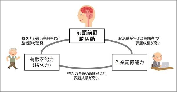 持久力の高い高齢者は作業記憶も優れる：新たな脳内メカニズムを解明