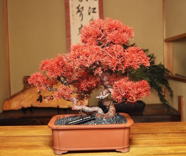 メンテナンス不要の“ドライ盆栽”を海外向けに販売開始　オンラインショップ「DRYBONSAI Global online」5/30開設！