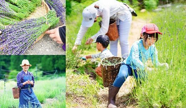参加募集中！岐阜の里山で有機ハーブに癒される善玉菌リトリート「ハーブ収穫体験会」を6月30日(日)開催