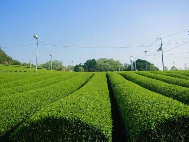 ＜東京・新橋「奈良まほろば館」6月イベント案内＞大和茶の新茶まつり、河合町関連イベント、お写経教室を実施