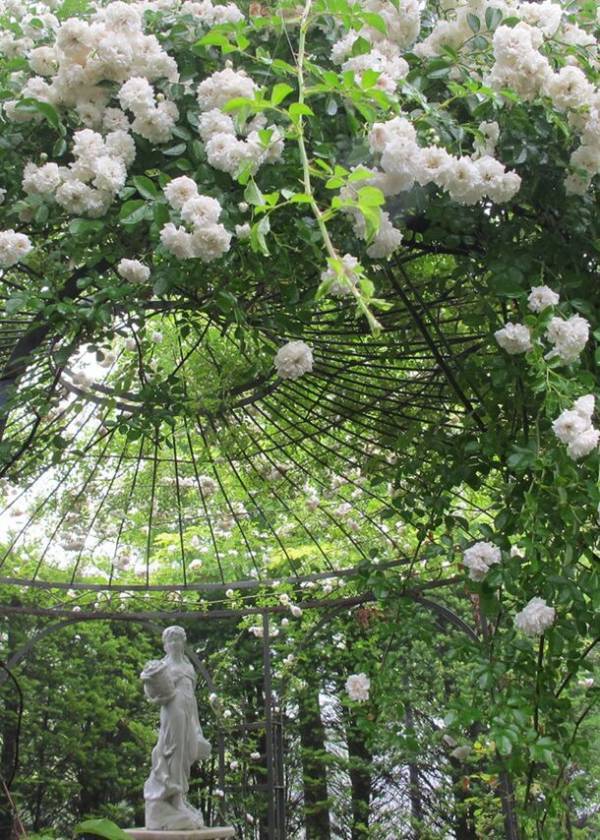 「軽井沢レイクガーデン」のローズシーズンが今年も到来！6月14日(金)～7月7日(日)