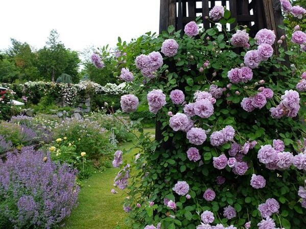 「軽井沢レイクガーデン」のローズシーズンが今年も到来！6月14日(金)～7月7日(日)