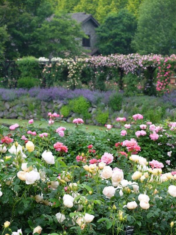 「軽井沢レイクガーデン」のローズシーズンが今年も到来！6月14日(金)～7月7日(日)