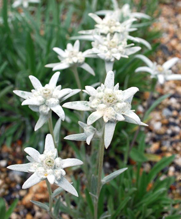 六甲高山植物園 高嶺の花コマクサとエーデルワイス が見頃です！