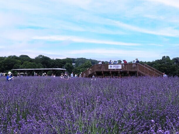 見て、触れて、香りに包まれ、香りを持ち帰れる『らんざんラベンダーまつり』出店者＆追加情報を発表