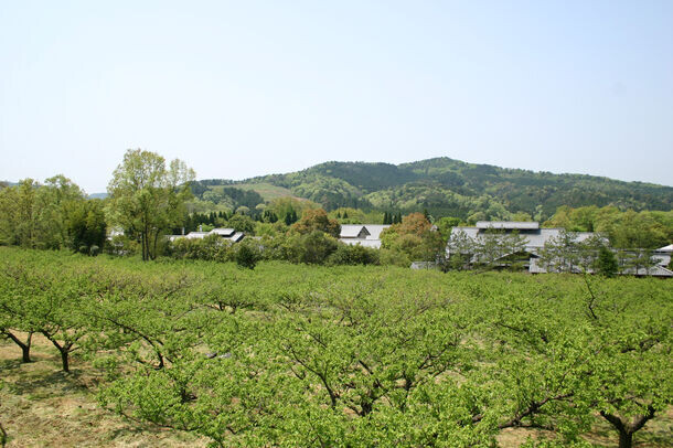 叶 匠壽庵が滋賀 寿長生の郷にて「梅狩り」を6月15日(土)～7月7日(日)に実施　～今年もたわわに実った梅の収穫を愉しんで～