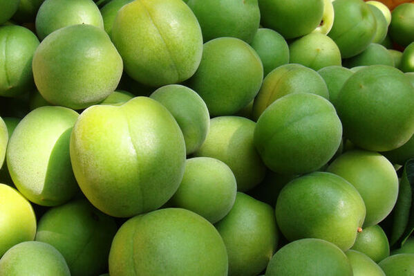 叶 匠壽庵が滋賀 寿長生の郷にて「梅狩り」を6月15日(土)～7月7日(日)に実施　～今年もたわわに実った梅の収穫を愉しんで～