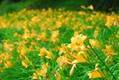 六甲高山植物園 明るい夏色の花！約1,000株の「ニッコウキスゲ」が見頃です